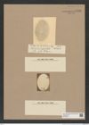 Coscinodiscus sp. (de-Toni-Nr.: Genus 202) Zeichnungen Sammlung Grunow Nr. 8936 (NHMW-BOT-W0378616)